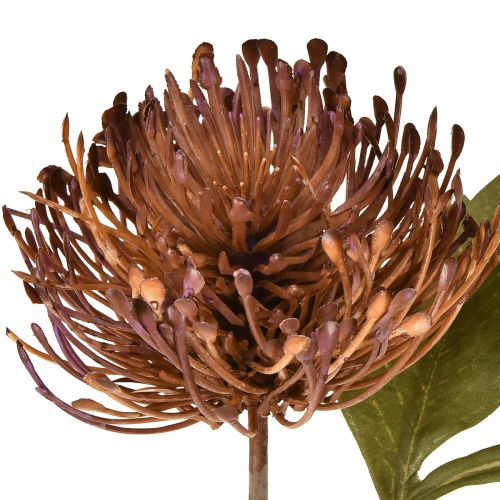 tételeket Protea mű tűpárna Leucospermum lila 30cm 6 db