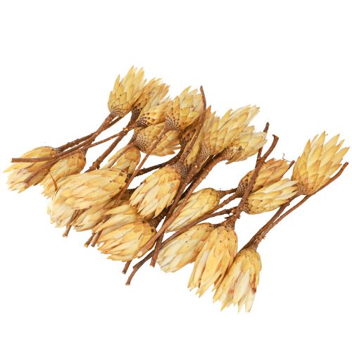 tételeket Protein szárított Repens krém 1. választás 10-12cm 25 db