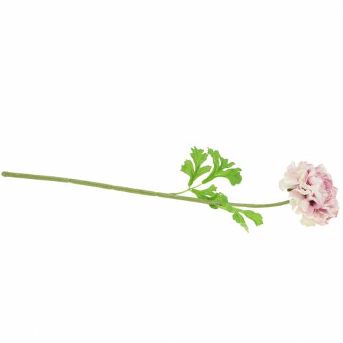 tételeket Ranunculus lila H45cm
