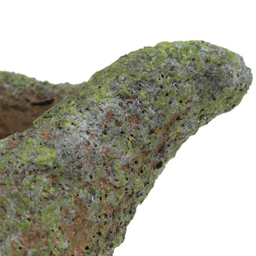 Floristik24 Mohával ültethető kagyló 25 cm