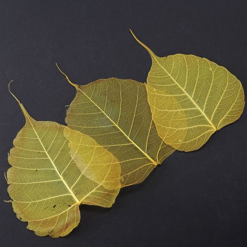 tételeket Csontvázas Bodhi levelek kreatív dekorációkhoz