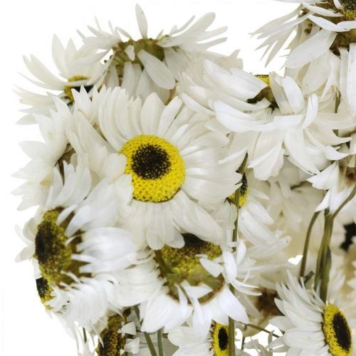 tételeket Acroclinium White, száraz növények, szalmavirágok, száraz virágkötők L20-40cm 25g