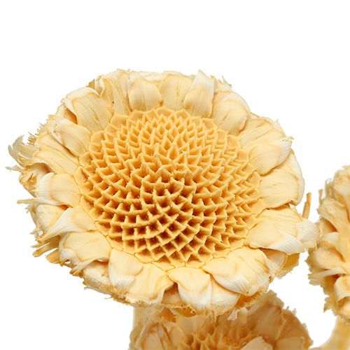 tételeket Susanne rozetta fehérített 25 db