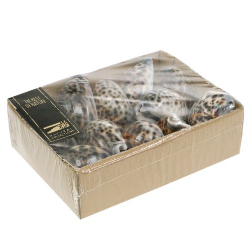 Floristik24 Cypraea tigris tigris csiga natúr 7cm - 8cm 11 db