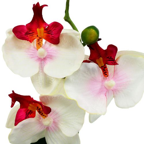 Floristik24 Asztali dekorációs orchidea krémes cserépben H29cm
