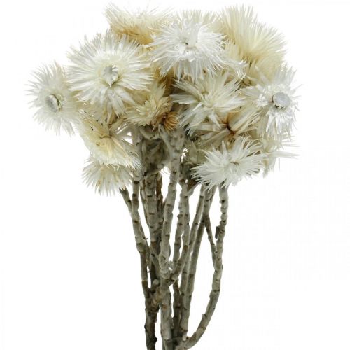Szárított virágok sapkás virágok natúr fehér, szalma virágok, szárított virág csokor H33cm