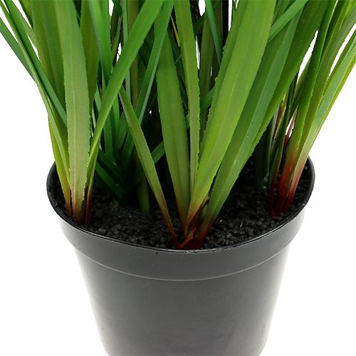 Floristik24 Tulipán cserépben sárga 30cm