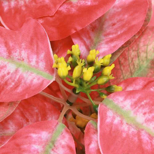 tételeket Artificial Poinsettia Red Pink L35cm 6db 2 csokor