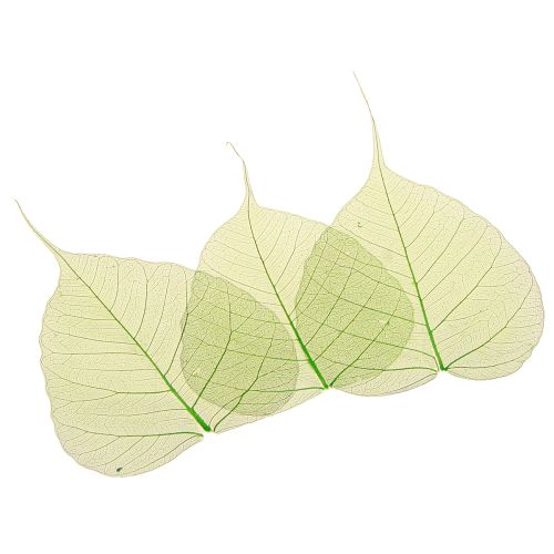 tételeket Fűzlevél csontvázas zöld natúr díszítő levelek 200 db