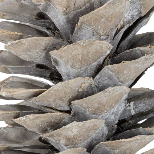 tételeket Fehérre meszelt cukorfenyőtobozok 20cm - 30cm