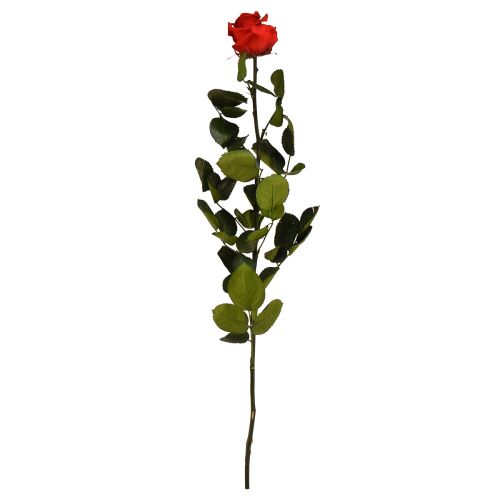 Infinity Rose levelekkel tartósított Amorosa Red L54cm