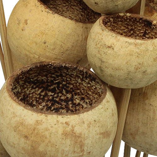 tételeket Bell Cup Mix száron, természetes egzotikus fajták, 15 darab