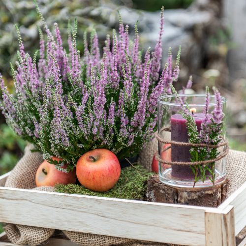 tételeket Díszalma Cox 6cm 6 db