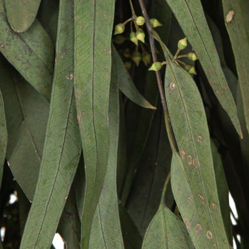 tételeket Eukaliptusz tartósított ágak levelei zöld ovális 150g