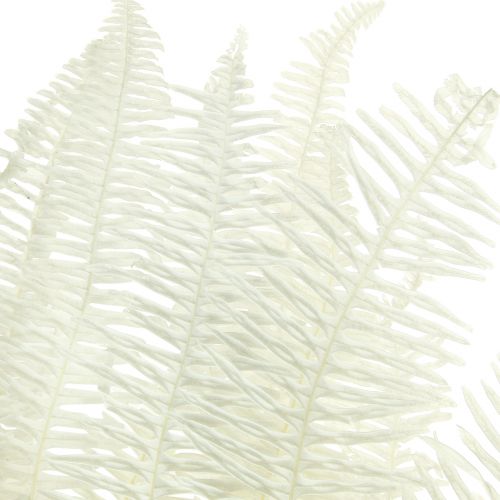 tételeket Páfrány Dekoratív Páfránylevelek Tartósított Fehérített L45cm 10 db