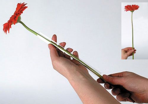 tételeket Gerbera tartótömlő 200m