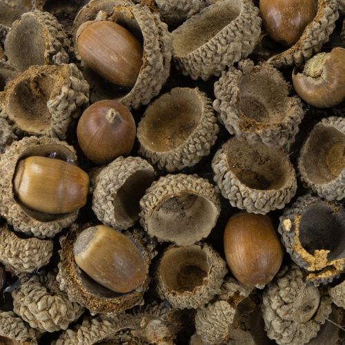 tételeket Természetes koszorú, őszi dekoráció, makk, ajtókoszorú, fali koszorú, barkácsolás, Ø30cm