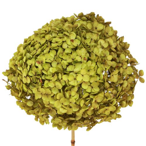 Tartósított hortenzia nagy zöldben Ø20cm L50-60cm