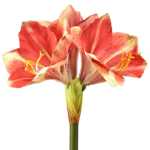 tételeket Artificial Amaryllis Pink and Cream – Nagy szárú virág 76cm