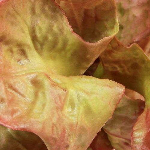 tételeket Műsaláta Lollo Rosso dekoratív salátafej Ø20cm