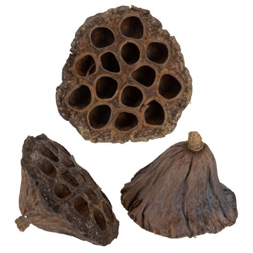 tételeket Lótuszhagyma nagy 100 db natúr