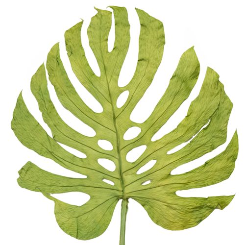 tételeket Dekoratív szörnylevelek bohém és városi dzsungel dekorációhoz