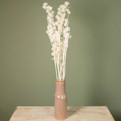 tételeket Szárított Physalis, Fehérített Kínai Lámpásvirág, Dekoratív Nikandra, 75-80cm, 100g