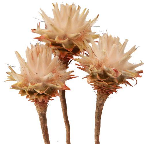 tételeket Leucospermum Plumosum Silver Tree Blossoms Light 25 db