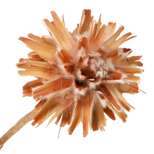 tételeket Leucospermum Plumosum Silver Tree Blossoms Light 25 db