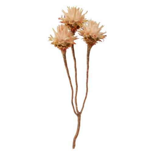 tételeket Leucospermum Plumosum Silver Tree Blossoms Light 25 db