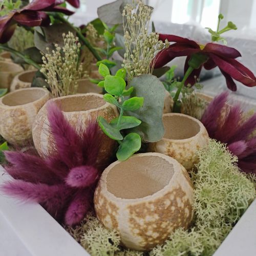 tételeket Bársonyfű Ibolya, Nyúlfarkfű, Lagurus H18-50cm 25g