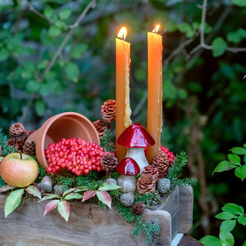 tételeket Strictum 6 - 9 fej 25 db