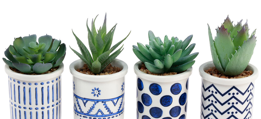 Kaktusz és pozsgás növények