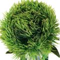 Floristik24 Zöld szakállas szegfű művirág mint a kertből 54cm
