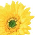 Floristik24 Művirágok Gerbera Sun Yellow Kerti Virág 47cm