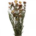 Floristik24 Szalmavirág Sárga, Piros szárított Helichrysum szárított virág 50cm 60g