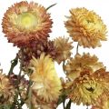 Floristik24 Szalmavirág Sárga, Piros szárított Helichrysum szárított virág 50cm 60g