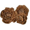 Floristik24 Rózsa cédrusrózsaként vágott cédrus kúpok 4-6cm natúr 50db.