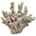 Floristik24 Részletes korall dekoráció polirezinből szürke színben - 26 cm - tengeri elegancia otthonába